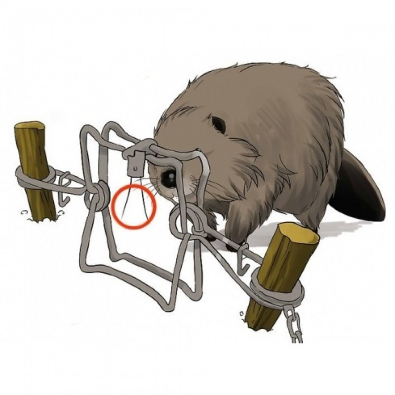 Selective beaver trap