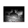 BolyMedia BG636 4G Trail camera with GPS