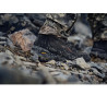 Shoes HARKILA Pro Hunter Light Mid GTX (Shadow brown)